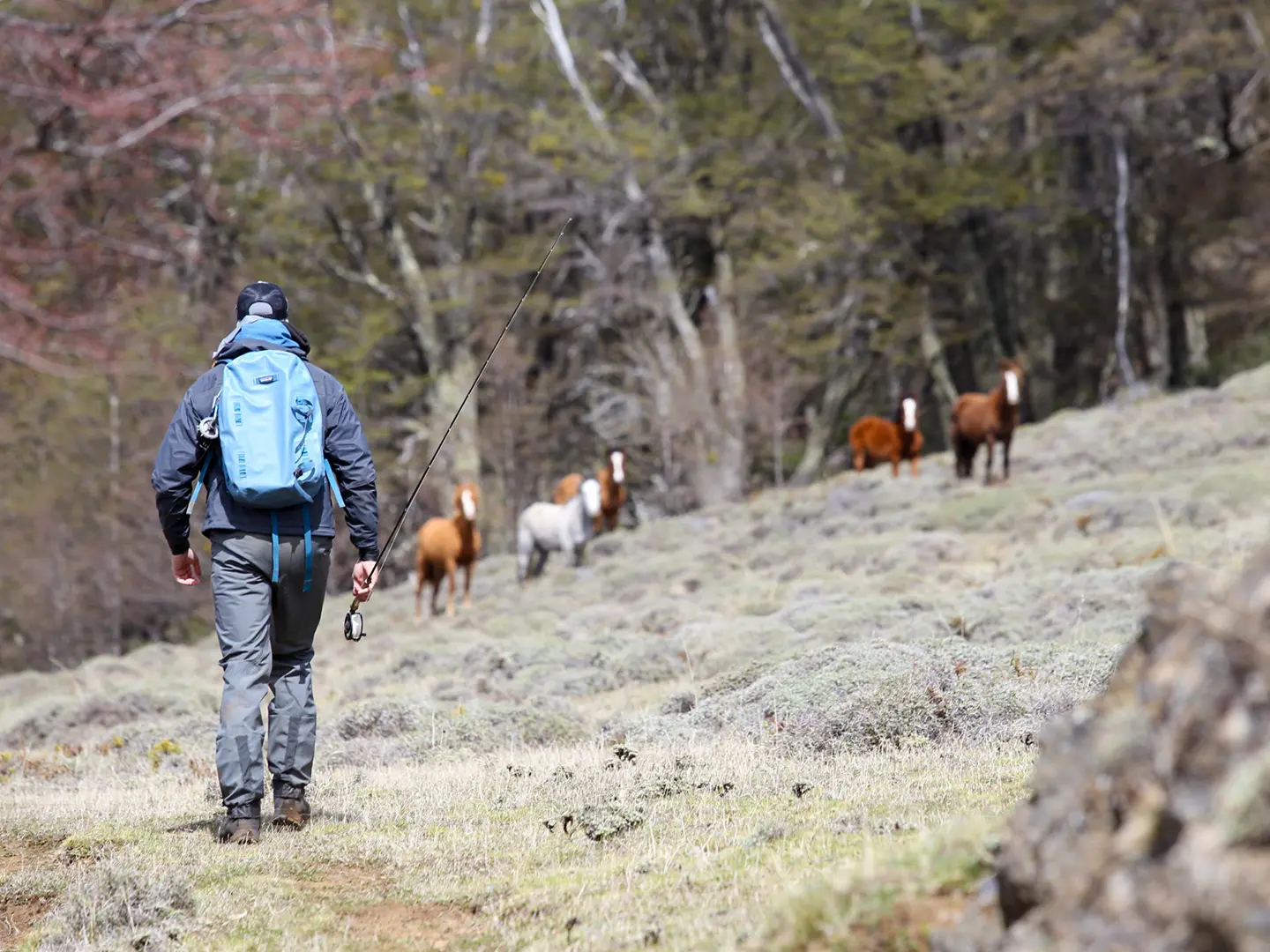 Angler hiking to a remote fishing spot past wild horses near Coyhaique, Patagonia
